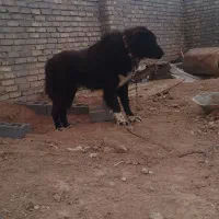 سگ قدریجانی
