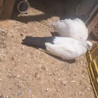 یه جفت دمسیا