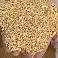 گندم|گل و گیاه طبیعی|بهبهان, |دیوار