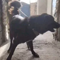 سگ سرابی
