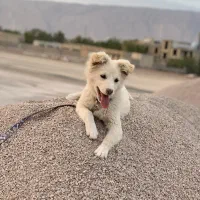 فروش سگ خانگی نژاد پا کوتاه با وسایل