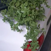 گل ناز یخی۱۵۰هزار تومان