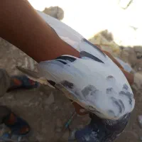 کفتر|پرنده|کازرون, |دیوار