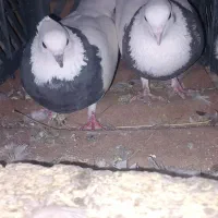 کبوتر