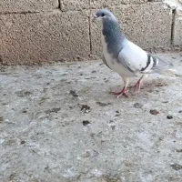 بدرنگ نر|پرنده|کوهمره, |دیوار