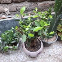درختچه بنسای۶ ساله   قیمت  ارزان