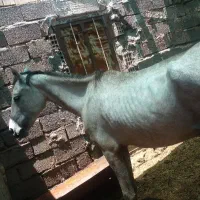 اسب نر|اسب و تجهیزات اسبسواری|سیرجان, |دیوار