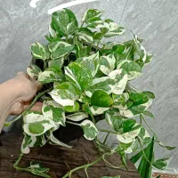 سیکاس|گل و گیاه طبیعی|مشهد, گلشور|دیوار