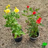 فروش نهال گردو زرشک بادام صنوبرسنجدفندق انارگلدانی|خدمات باغبانی و درختکاری|کرمانشاه, |دیوار