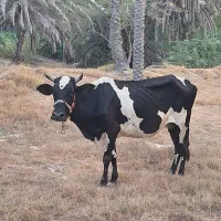 گاو