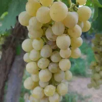 انگور لعل قیمت مناسب