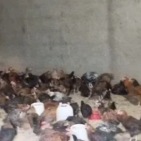 فروش جوجه بومی