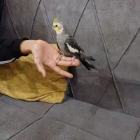 عروس با قفس