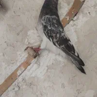 ۳ عدد کبوتر