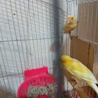 یک جفت قناری