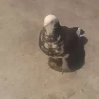 کبوتر ماده گم شده شهرک گلستان سمنان انتهای فرهنگ