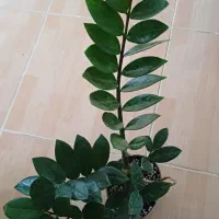 گل ریشه پرس