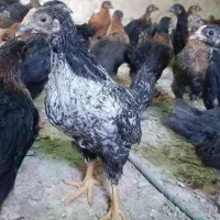 پیش فروش جوجه مرغ ۲/۵ ماهه نژاد تخمگذار