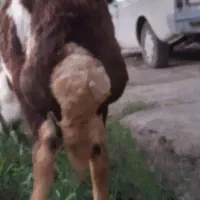 ۳ تا بره نر داشتی و گوشتی