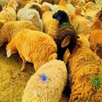 عرضه کننده گوسفند زنده بره ۶ ماهه روستا چریده