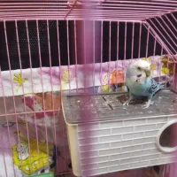 مرغ عشق با قفس