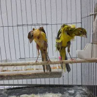 یک جفت قناری یکسر جیبوس