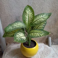گل وگیاه