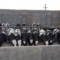 گوساله قطع شیر ۱۲۰ تا ۱۳۰ کیلویی درجه یک