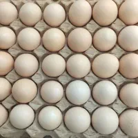 تخم مرغ محلی تازه ارزان