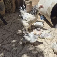 مرغ خروس و جوجه برهما لایت