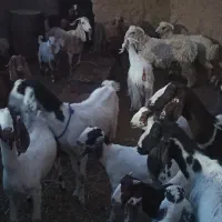سلام تعداد چند‌راس‌بز‌‌کهره‌دار‌بفروش‌می‌رسد