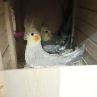 یک جفت عروس هلندی
