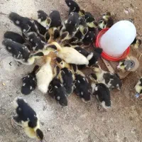 جوجه اردک خارجی