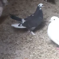 ۲۰ عدد کبوتر