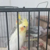 عروس هلندی مولد جوجه دار