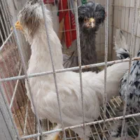 مرغ خروس لهستانی