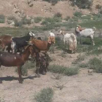 ۶راس بز جوان و درجه یک بزغاله دار