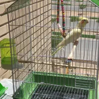 عروس هلندی