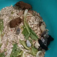 همستر سوری مادر و بچه قیمت خوب