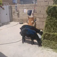 شیشک قره قزل وقزل افشار