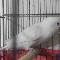 کوتوله ماده آلبینو آماده آماده آماده آماده