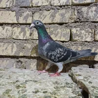 پلاکی مایه