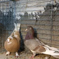 کبوتر پرشی