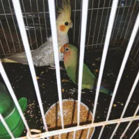 یک عدد کوتوله و یک عدد عروس هلندی