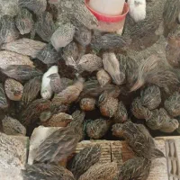 فروش بلدرچین کشتاری مولد