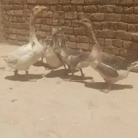 غوغاز|حیوانات مزرعه|شال, |دیوار