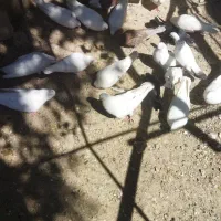 کبوتر