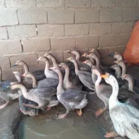 تخم قو غاز|حیوانات مزرعه|زابل, |دیوار