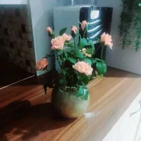 گل وگلدان طلایی نونو