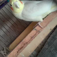 پرنده عروس هلندی نر